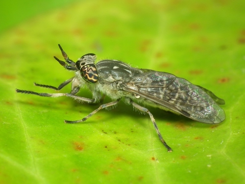Big-spotted Cleg