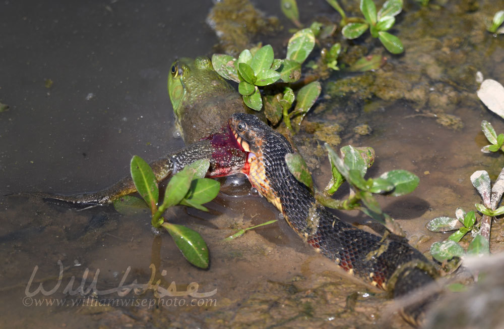 Banded Watersnake and American Bullfrog