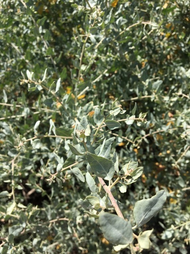 iNaturalist observation photo of big saltbush