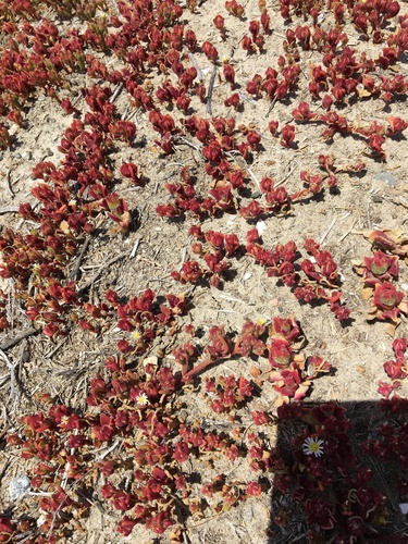 iNaturalist observation photo of Slender Iceplant