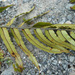 Blechnum montanum - Photo (c) Phil Bendle, όλα τα δικαιώματα διατηρούνται, uploaded by Phil Bendle