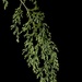 Hymenophyllum pulcherrimum - Photo (c) chrismorse, all rights reserved