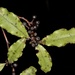 Myrsine australis - Photo (c) chrismorse, alla rättigheter förbehållna