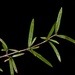 Coprosma linariifolia - Photo (c) chrismorse, כל הזכויות שמורות