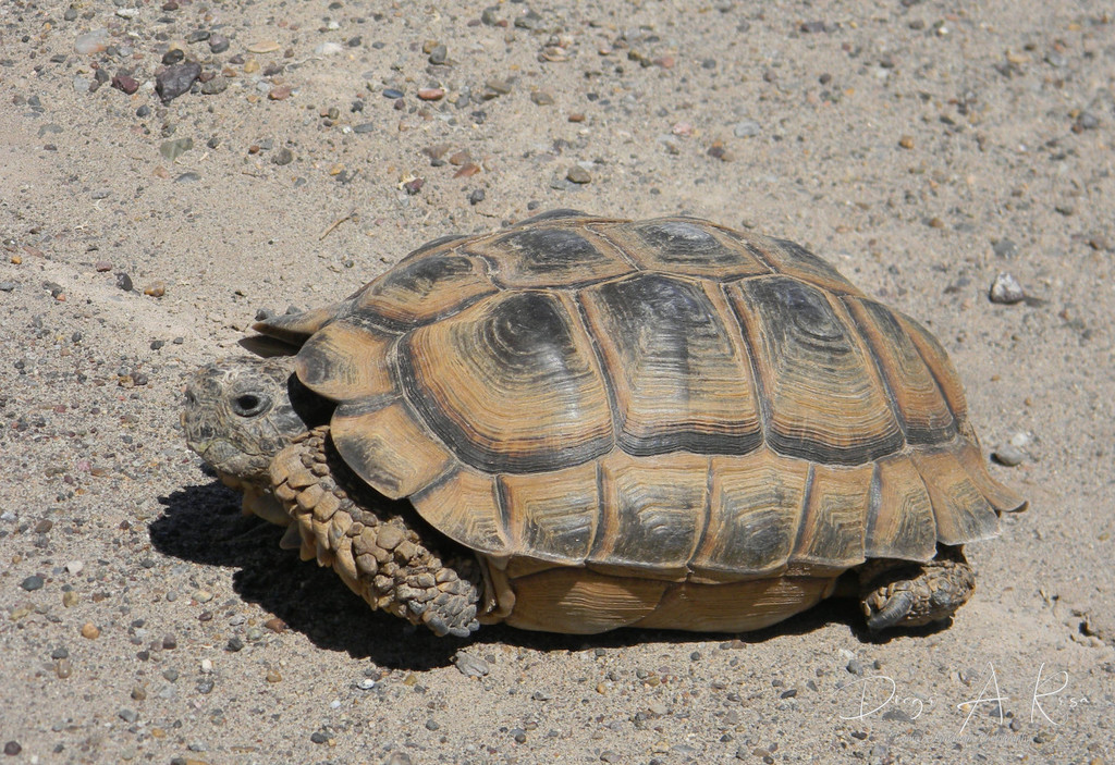 Chaco Tortoise in January 2012 by Diego Alfonso Rosa · iNaturalist