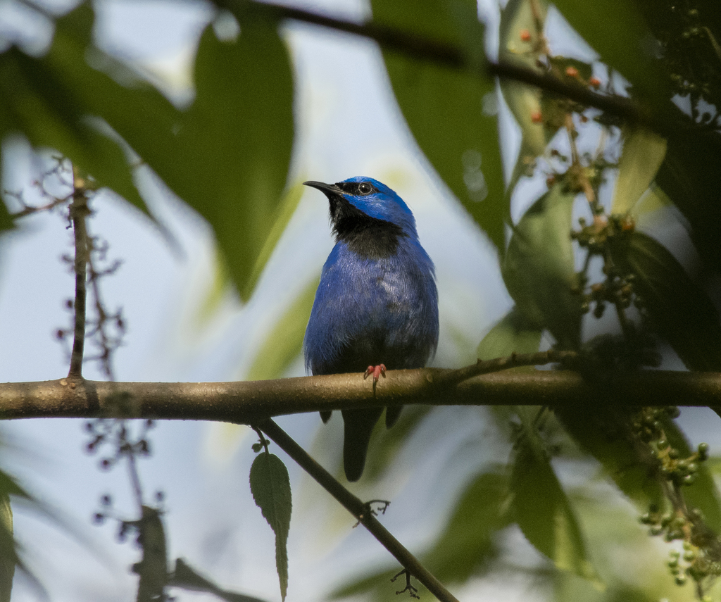 Short-billed Honeycreeper (Cyanerpes nitidus) · iNaturalist