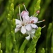 Veronica cupressoides - Photo (c) chrismorse, todos los derechos reservados