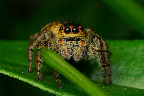Carrhotus xanthogramma