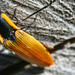 Semiotus luteipennis - Photo (c) Javier A. Canteros, todos los derechos reservados, subido por Javier A. Canteros