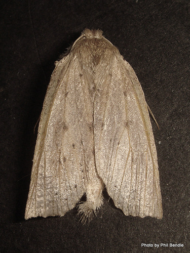 Declana leptomera (Walker, 1858)