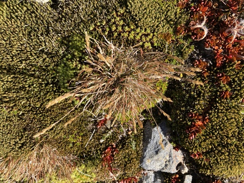 Deschampsia pusilla