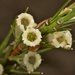 Dracophyllum rosmarinifolium - Photo (c) chrismorse, todos os direitos reservados