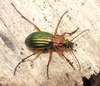 Carabus auronitens - Photo (c) Rui Andrade, all rights reserved