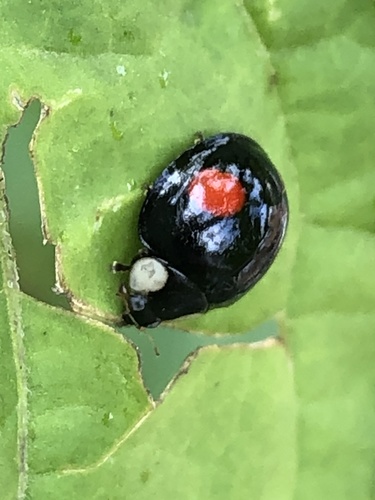 Asian Lady Beetle