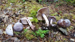 Cortinarius occidentalis image