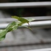 Hemielimaea formosana - Photo (c) zephyranthes, todos los derechos reservados
