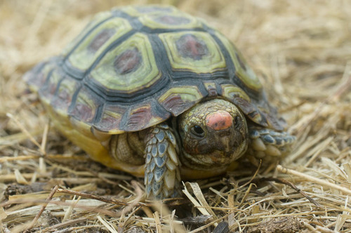 Homopus areolatus