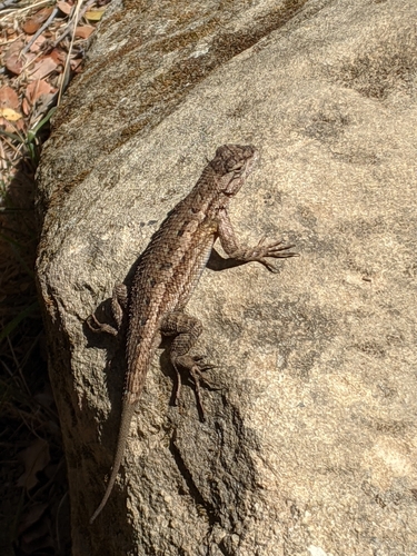 iNaturalist observation photo of Western Fence Lizard