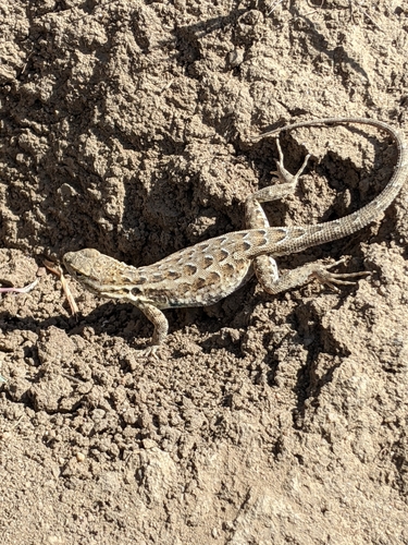 iNaturalist observation photo of Common Side-blotched Lizard