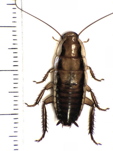 How to identify Drymaplaneta heydeniana (Saussure, 1864)