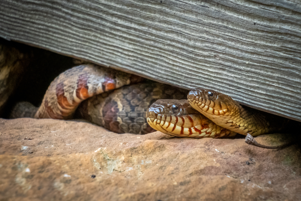 Northern water snake