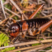 Anderus - Photo (c) Danilo Hegg, kaikki oikeudet pidätetään, lähettänyt Danilo Hegg