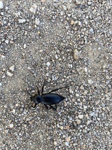 iNaturalist observation photo of Darkling Beetles