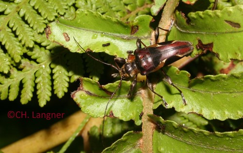 Calezygocera