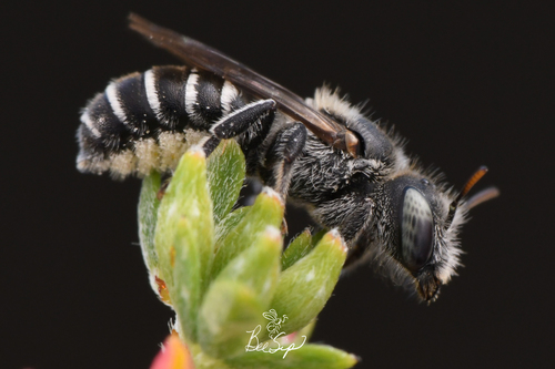 Leafcutter bee