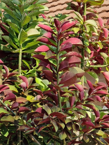 Euphorbia bicompacta