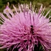 Cirsium japonicum australe - Photo (c) joan chou, all rights reserved, uploaded by joan chou
