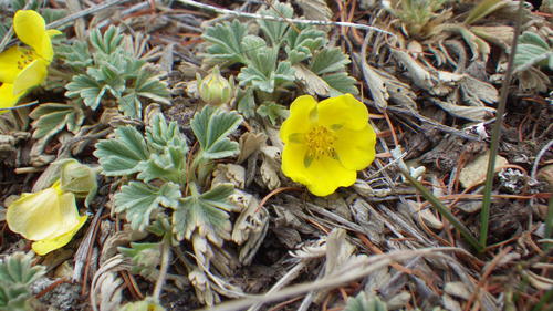 stemless cinquefoil