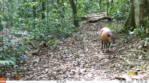 Weyns's Duiker