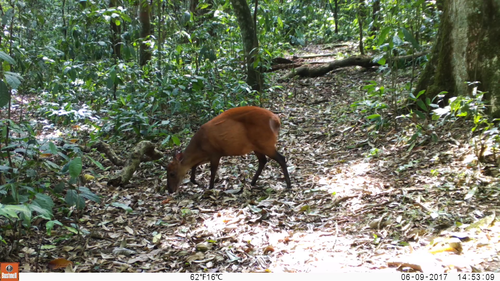 Weyns's Duiker