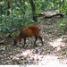 Weyns's Duiker - Photo (c) Jane Widness, all rights reserved, uploaded by Jane Widness