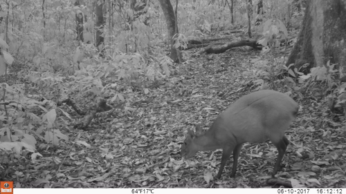 Weyns's Duiker