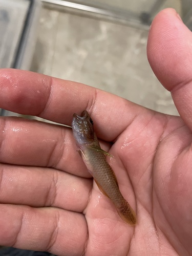 Rhinogobius maculicervix