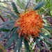 Banksia formosa - Photo (c) greenmthort, todos os direitos reservados, uploaded by greenmthort