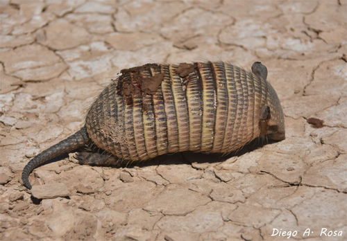 Screaming Hairy Armadillo