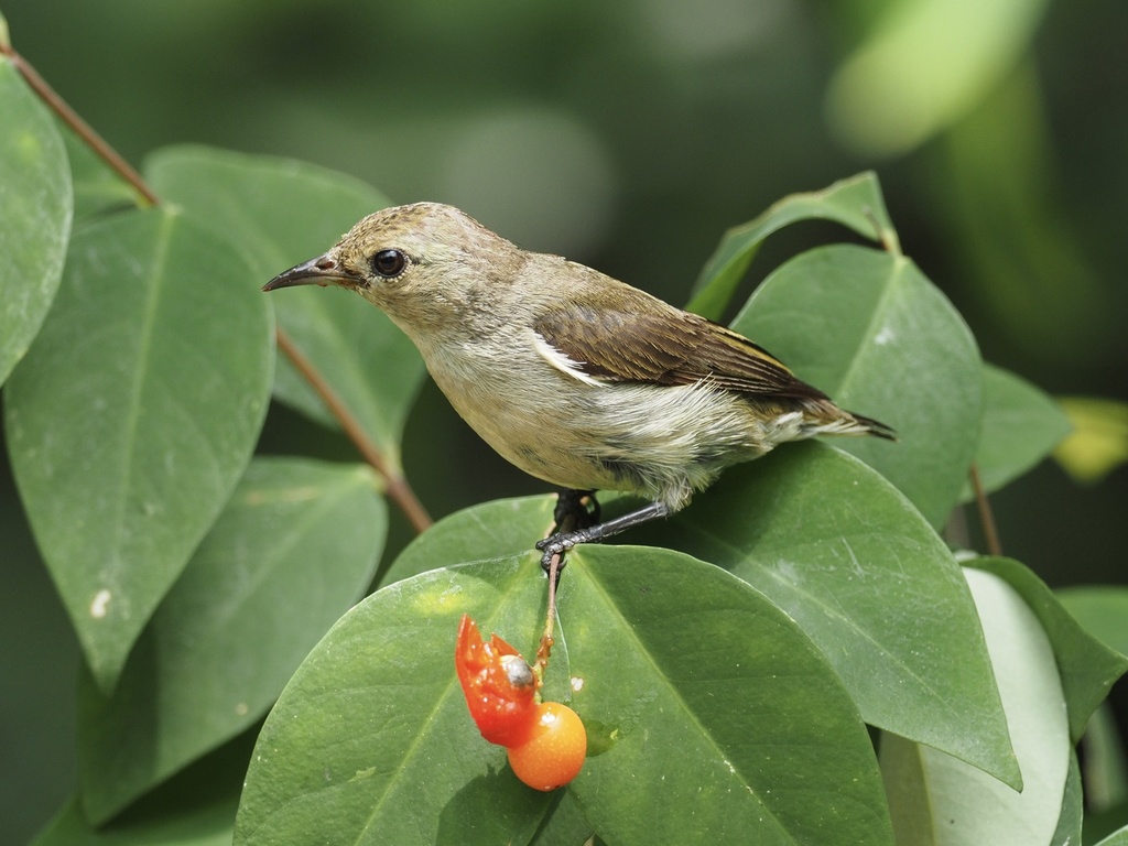 Plain Flowerpecker photo