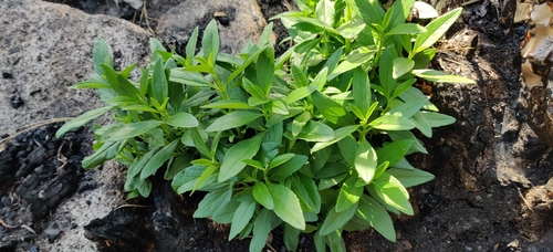 Bush Anemone seedling