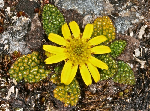 Brachyglottis bellidioides (Hook.fil.) B.Nord.