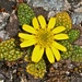 Brachyglottis bellidioides - Photo (c) chrismorse，保留所有權利