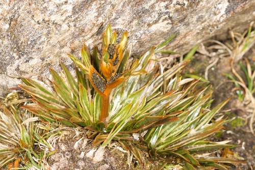 Aciphylla traillii