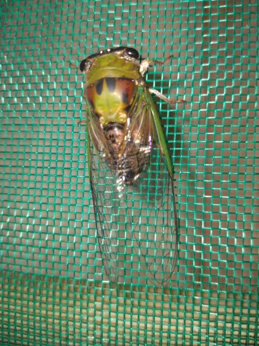 Diceroprocta oleacea