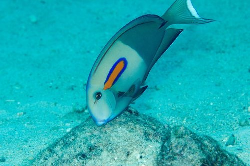 Orangeblotch Surgeonfish
