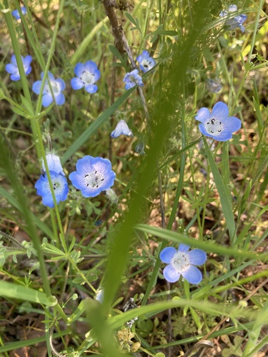 iNaturalist observation photo of Menzies' baby blue eyes