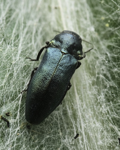 Meliboeus parvulus · iNaturalist