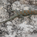 Namib Day Geckos - Photo (c) Rogério Ferreira, all rights reserved, uploaded by Rogério Ferreira