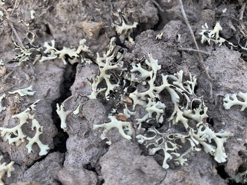 Xanthoparmelia chlorochroa (Tuck.) Hale